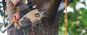  Rochester, PA Tree Care Services Pros