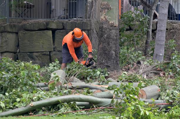 Best Utility Line Clearance  in Rochester, PA